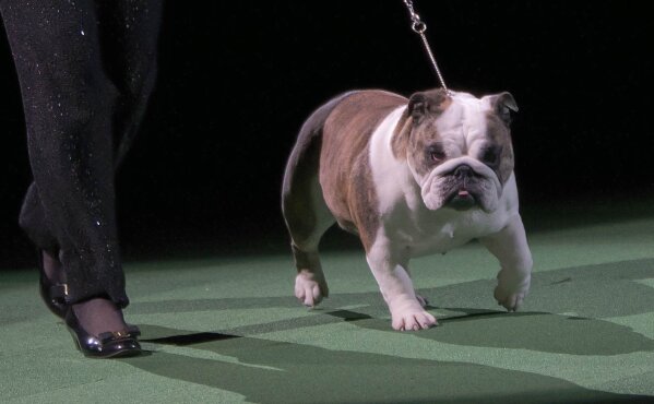 Look out Labs French bulldogs now 2nd most popular US dog AP News